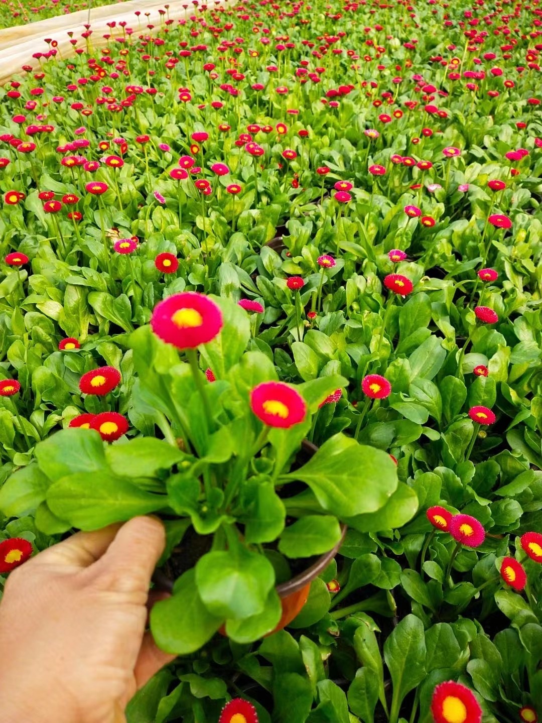 雛菊