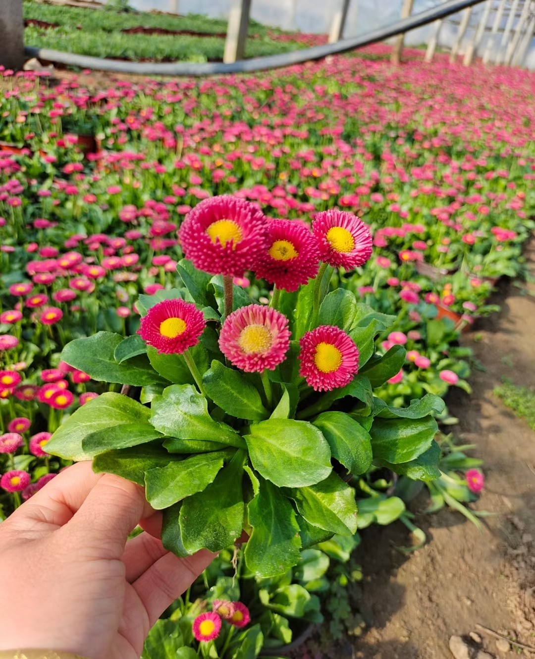 雛菊
