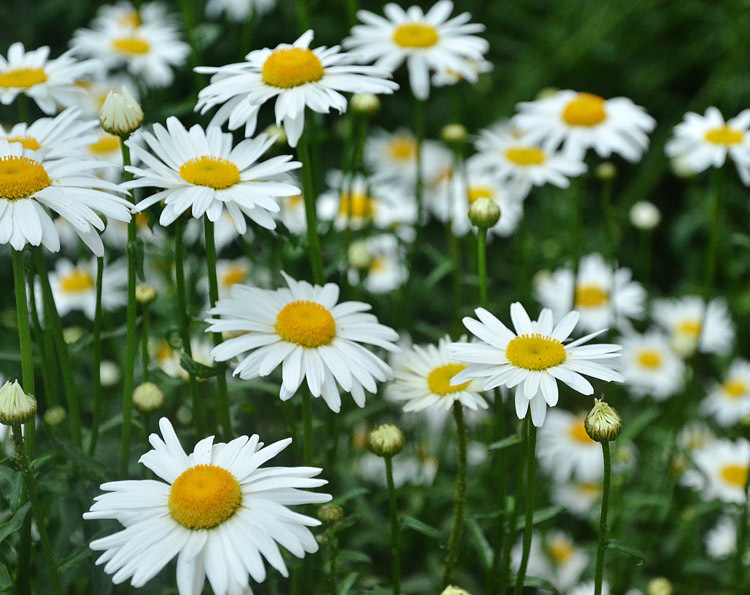 大濱菊花海
