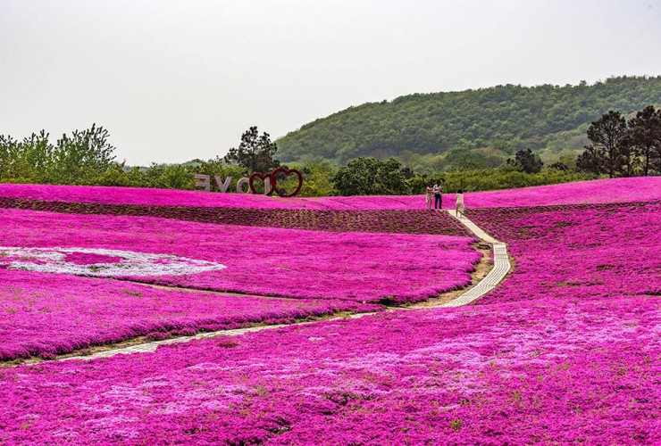 叢生福祿考花海