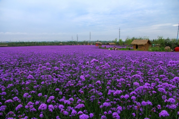 馬鞭草花海